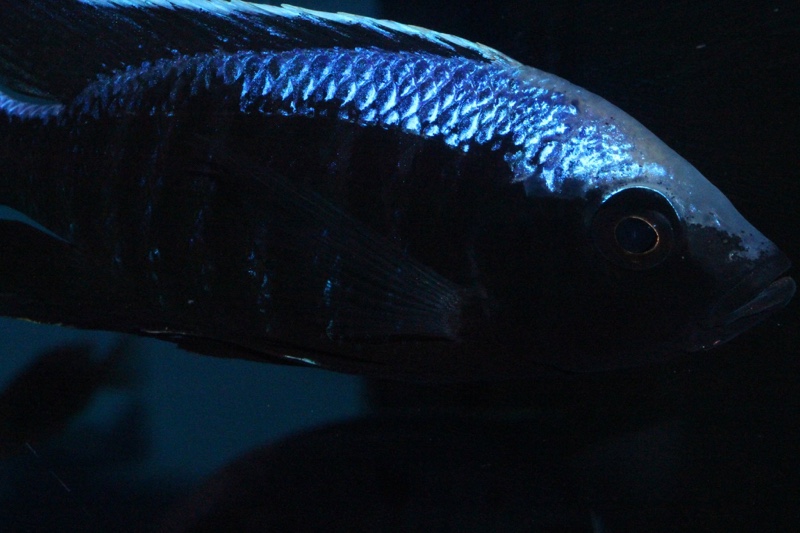 Copadichromis trewavasae 'Likoma Island'